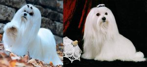 Дрессура собаки болонка