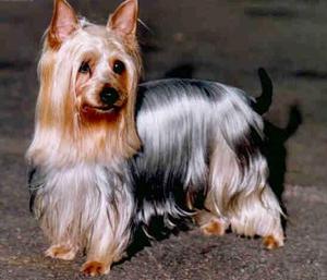 Силки-терьер: всё о породе австралийского шелковистого терьера