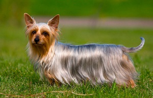 Шерсть австралийского терьера