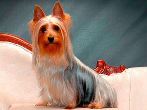 Порода австралийского терьера