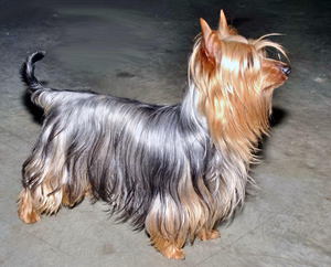 Храктер австраплийского  терьера