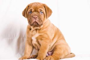 Описание породы собак