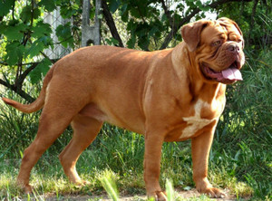 Бордосский дог: характеристика французского мастифа