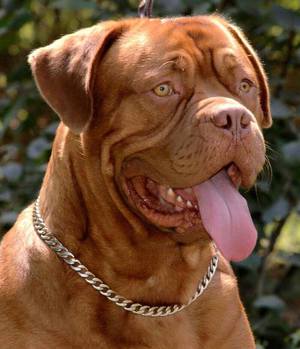 Как ухаживать за догами