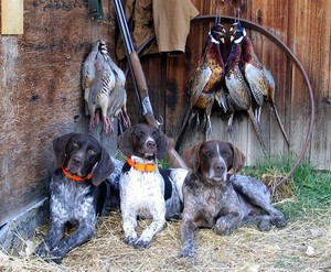 Пойнтер на охоте