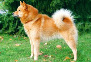 Карело-финская лайка: описание породы, фото и особенности содержания