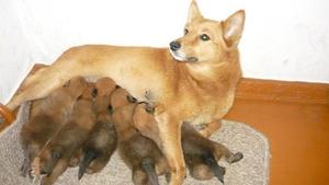 Щенки лайки