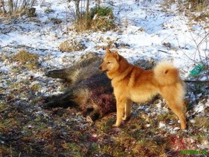 Особенности породы лайки
