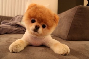 Топ-10 самых популярных карликовых пород собак в 2025 году