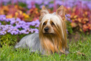 Порода австралийский шелковистый терьер