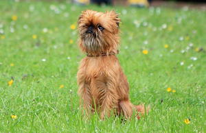 Бельгийский гриффон: описание темперамента