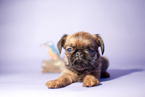 Щенок бельгийского гриффона