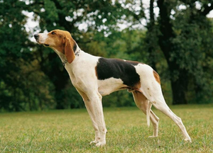 Русская гончая и пегая: характер, уход, особенности пород