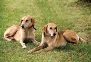 История породы