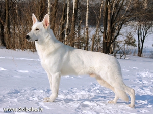 Швейцарская белая овчарка: характеристики, уход и особенности породы