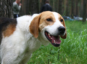 Русская пегая гончая