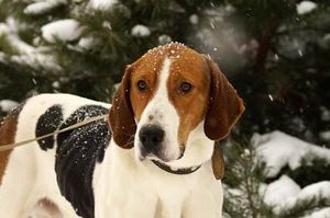 Как выглядит русская пегая гончая