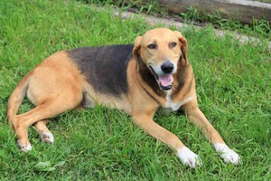 Характер русской гончей