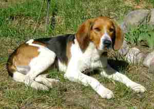 Щенок пегой гончей собаки