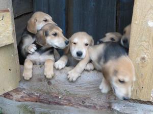 Маленькие щенки русской гончей