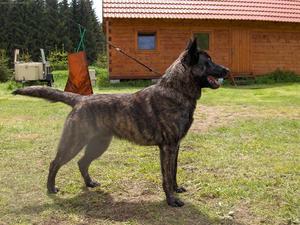 Голландская овчарка во дворе