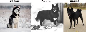 Сахалинский хаски: история, особенности и чем отличается от других хаски