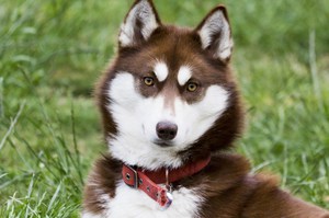 Сахалинский хаски