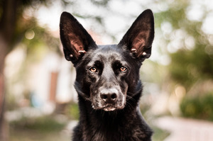 Черная голландская овчарка крупным планом