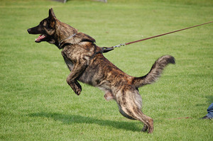 Голландский хердер на тренировке