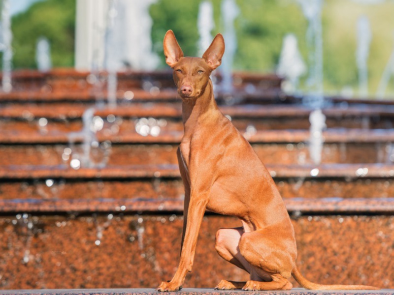 Чирнеко дель Этна Внешние данные чирнеко дель этна