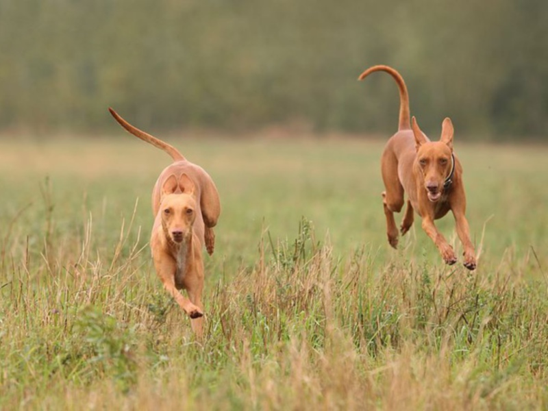 Сицилийская борзая Рост собаки чирнеко дель этна