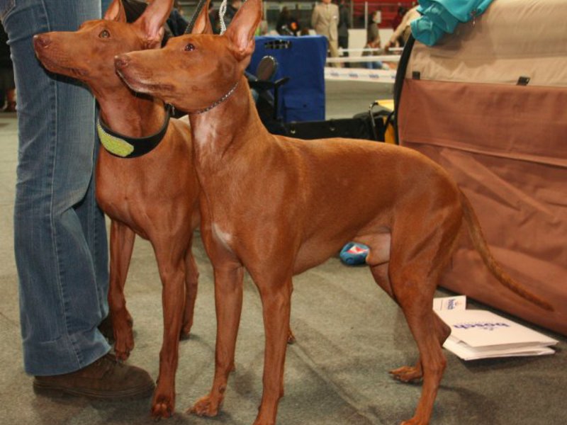 Как содержать сицилийскую борзую История происхождения породы