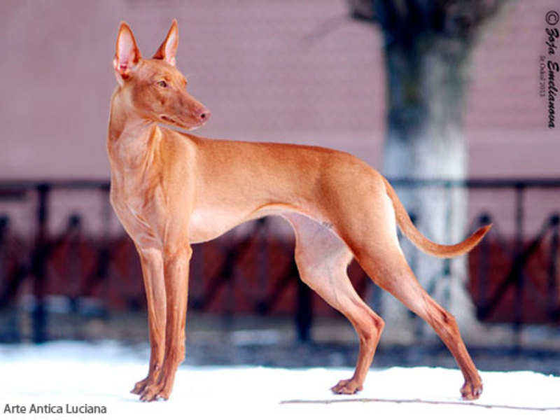 Сицилийская борзая в холке Соджержание чирнеко дель этна