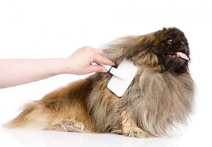  пушистые породы собак - уход, содержание