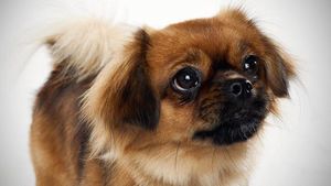 Тибетский спаниель фото