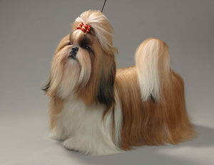 Ши-тцу с прической