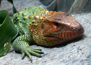 Все виды ящериц с названиями и описаниями