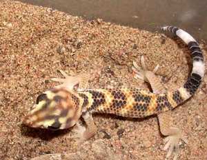 Какие существуют ящерицы