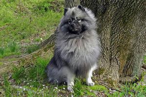 Кеесхонд фото