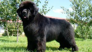 Ньюфаундленд изображение