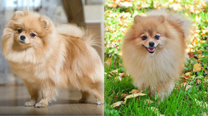 Померанский шпиц коллаж