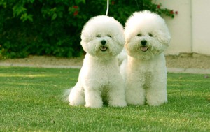 Две французских болонки на лужайке