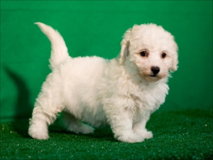 Щенок французской болонки фото