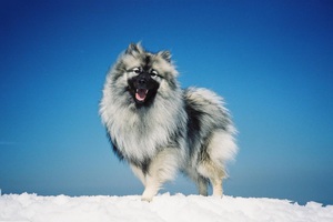 Кеесхонд гуляет на снегу