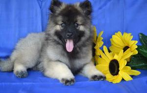 Щеночек Вольфшпиц и подсолнухи