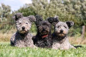 Три кучерявых собачки