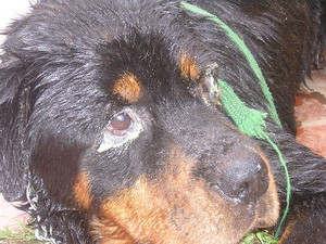 Как проявляется чумка у собак