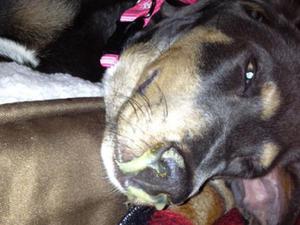 Чума плотоядных у собак: симптомы, формы и эффективное лечение