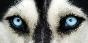 Глаза хаски