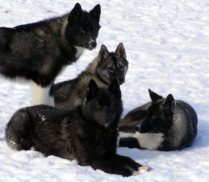 Черные хаски